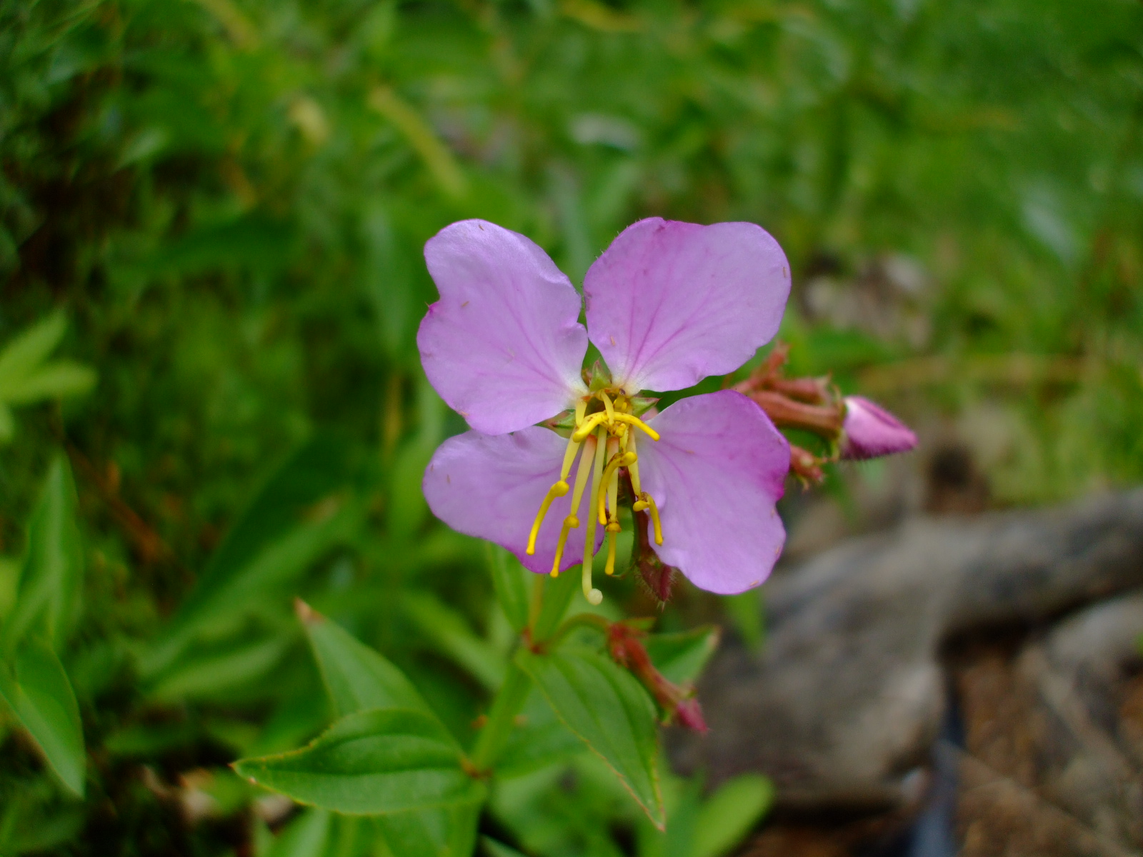 Rhexia virginica